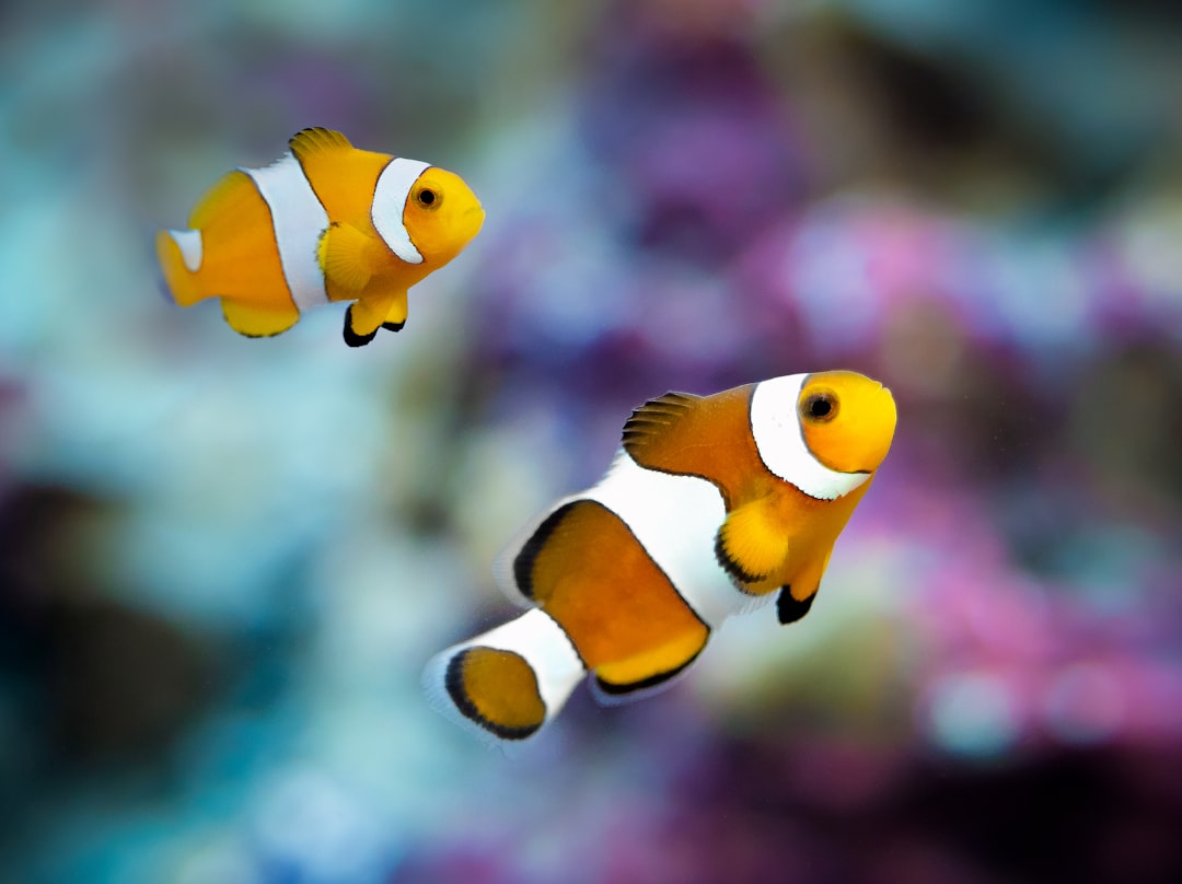 Unraveling the Secrets of Saltwater Fish Behavior