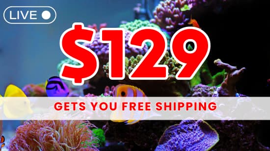 https://cdn.saltwaterfish.com/swf_banner_images/5e22f92e-58e4-11f0-8b3c-e757323a17a2.jpg