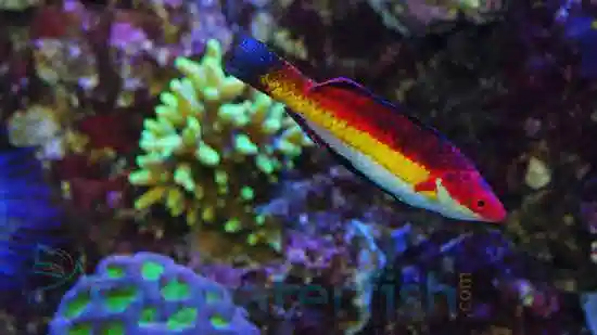<span style="font-size: 15px; font-weight: strong !important; line-height: 1; display: inline-block; margin: 0; padding: 0;">$25 Male Naoko's Fairy Wrasse + Free Shipping</span>