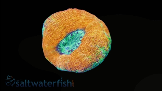 Lobophyllia Brain Coral: Orange Rim w/ Green Center