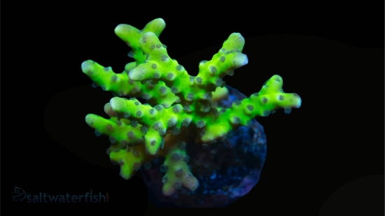 Anacropora: Goldenrod Grafted - Aquacultured