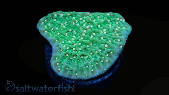Montipora: Green Eggs and Ham - Aquacultured