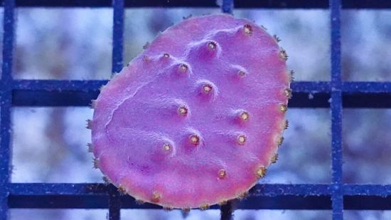 Cup Coral: LA Laker - Aquacultured