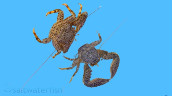 Porcelain Crab