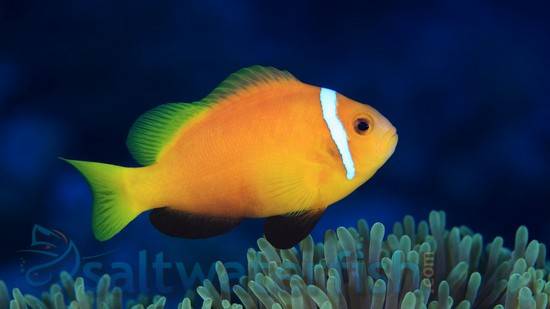 Rose Skunk Clownfish