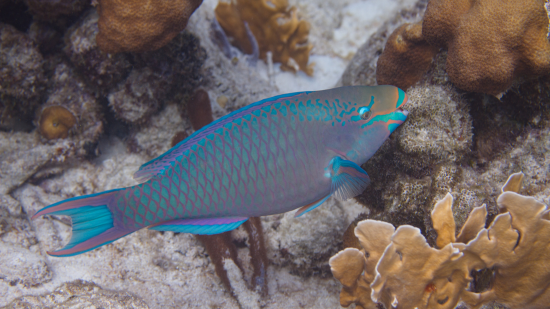 Quoys Parrotfish