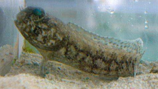 Dusky Jawfish