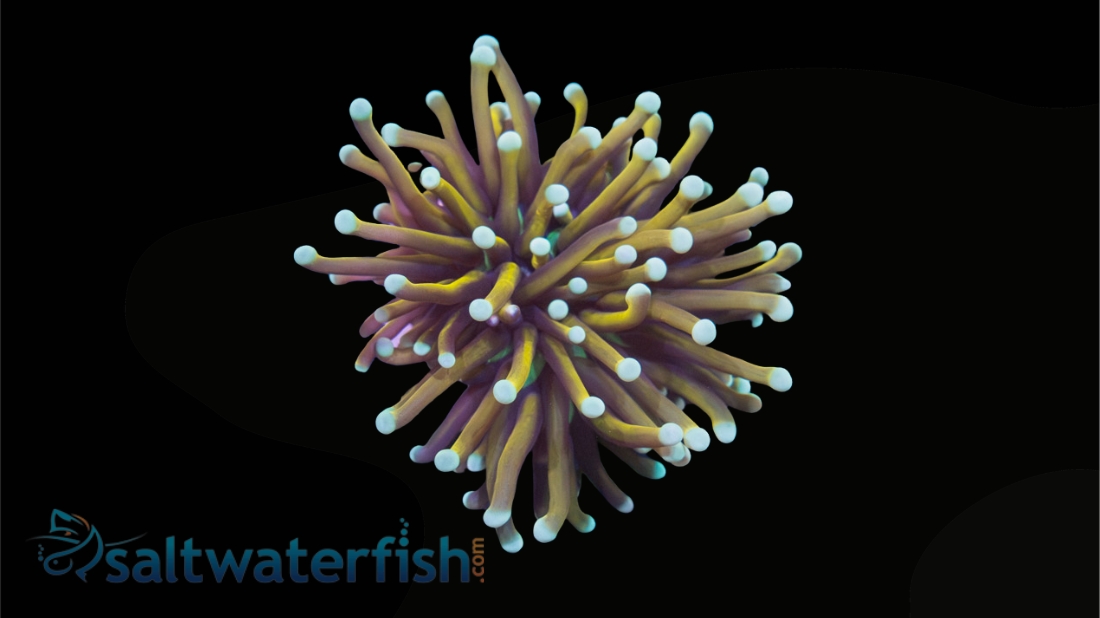 Torch Coral: Dragon Tamer - Aquaucltured