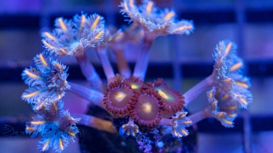 Clove (Daisy) Polyp: Florida Squeeze - Aquacultured