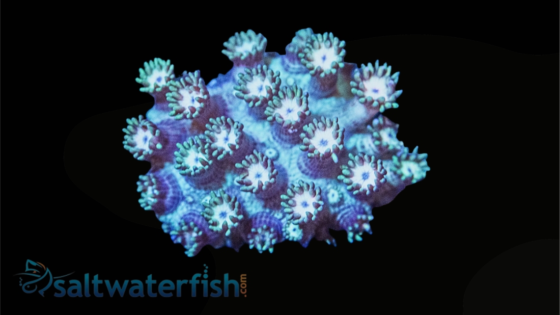 Goniopora Coral: Green w/ Blue Tips - Aquacultured