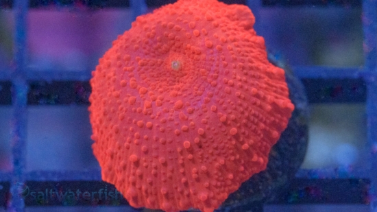 Mushroom Coral: Red Jaguar - Aquacultured