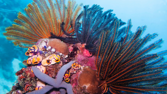 Feather Star: Colored