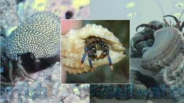 30 Assorted Cleaner Snails + 30 Assorted Hermit Crabs