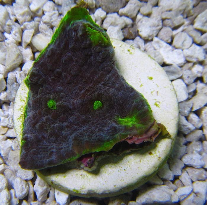 Alien Eye Chalice - Frag #T 753