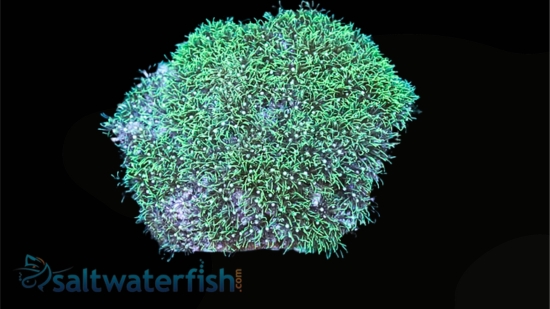 Star Polyp: Starburst Green