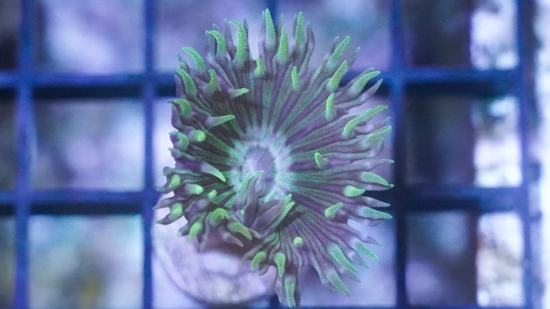 Duncan Coral: Green - Australia