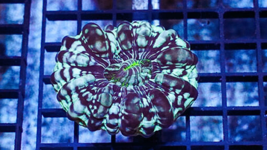 Button Cynarina Coral