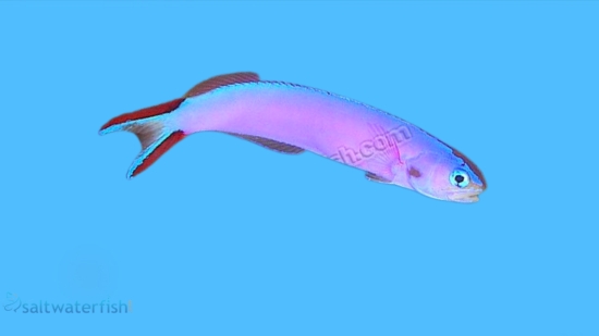 Tilefish - Purple