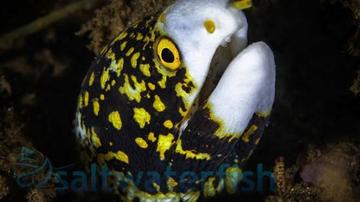 Snowflake Eel - West America's