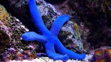 Blue Linckia Starfish 