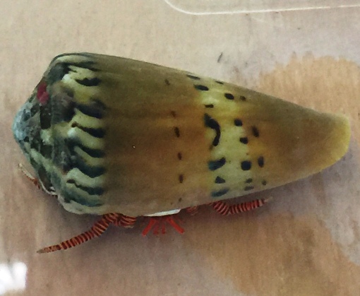 Halloween Hermit Crab