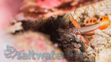 Spike Fin Goby