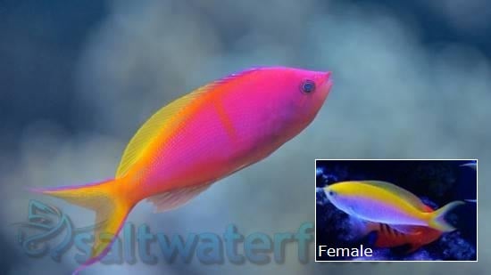 Bartlett's Anthias (female) - South Pacific