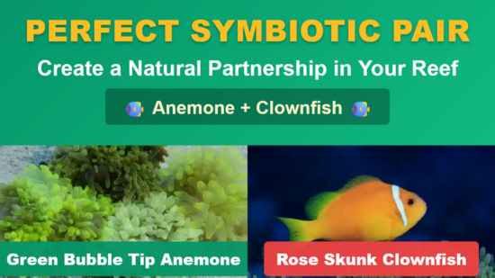 Green Bubble Tip Anemone with Captive-Bred Rose Skunk Clownfish