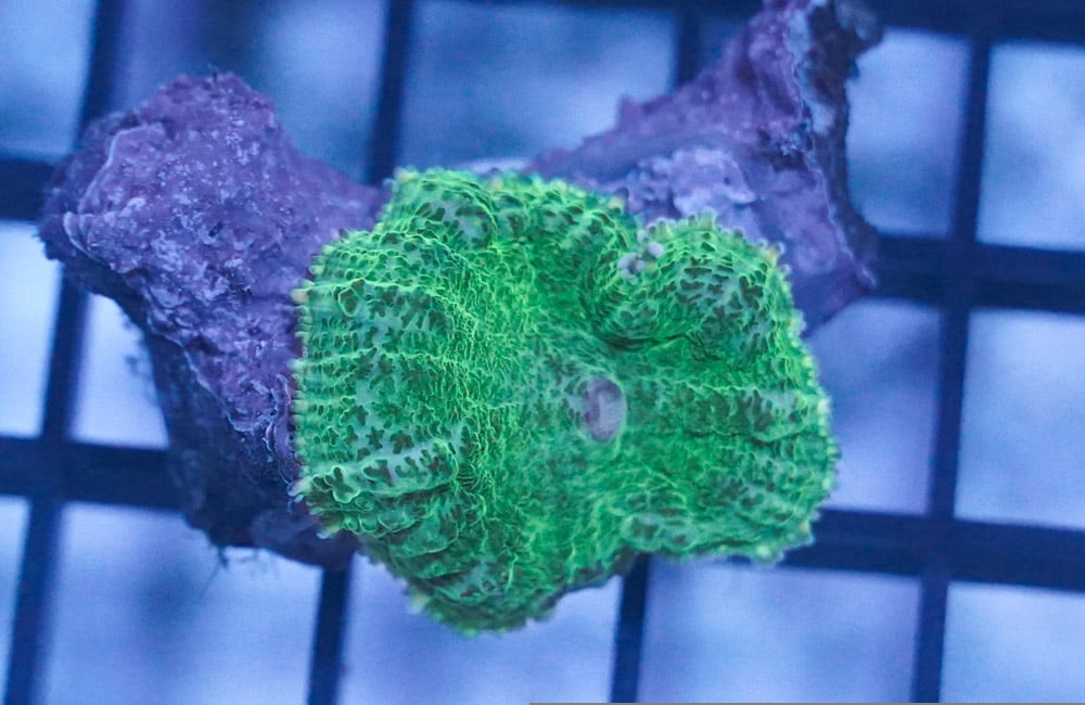 Mushroom Coral: Green - Central Pacific