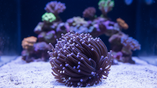 Torch Coral: Black w/ Purple Tips - Aquacultured