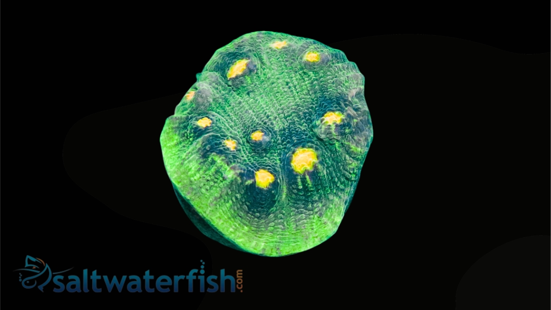 Chalice Mycedium : Space Invader - Aquacultured
