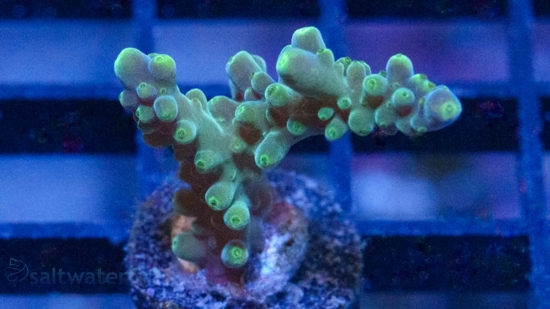 Acropora Paletta Tricolor- Aquacultured