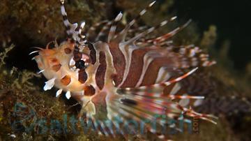 Dwarf Zebra Lionfish - Indo-Pacific