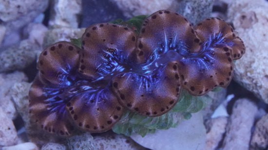 Maxima Clam 1st Grade Blue/Purple - South Pacific