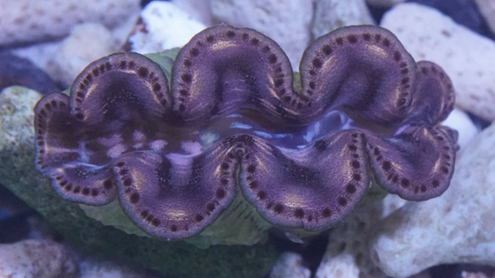 Maxima Clam 1st Grade Blue/Purple - South Pacific