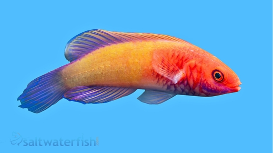 Rosy Scales Fairy Wrasse - Wrasses Reef Safe - Saltwater Fish