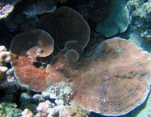 Montipora Coral: Purple Velvet - Aquacultured