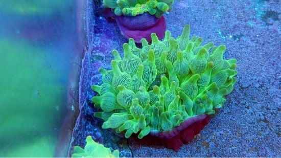 Bubble Tip Anemone Purple Base
