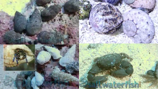Algae Destroyer Pack - Premium 75+