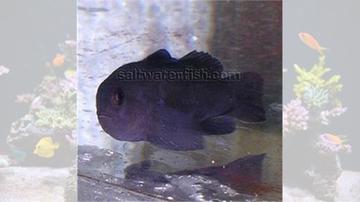 Black Clown Goby