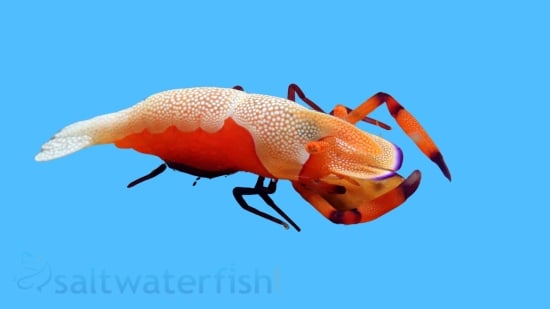 Emperor Shrimp: Red