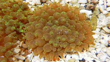 Bubble Tip Anemone - Pink Snowflake