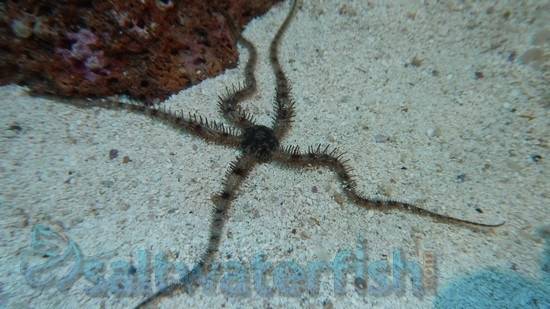 Red Brittle Starfish - Caribbean