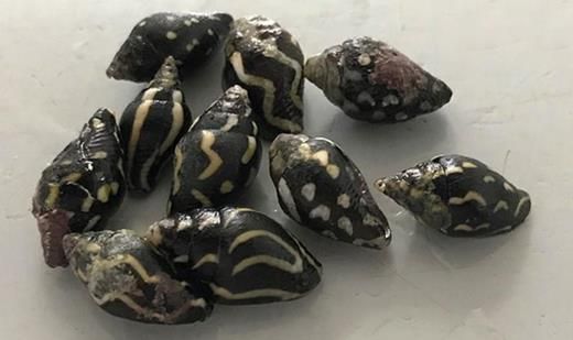 Lightning Dove Snail