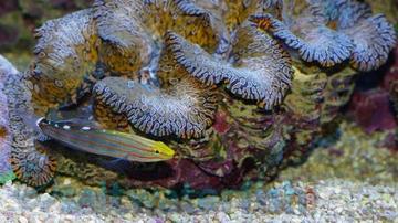 Rainford's Goby