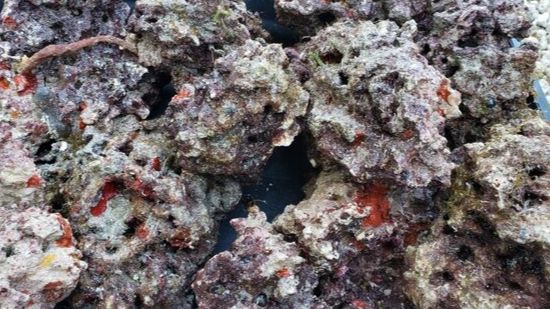 Live Rock Florida Maricultured 45 lb box - Free Shipping