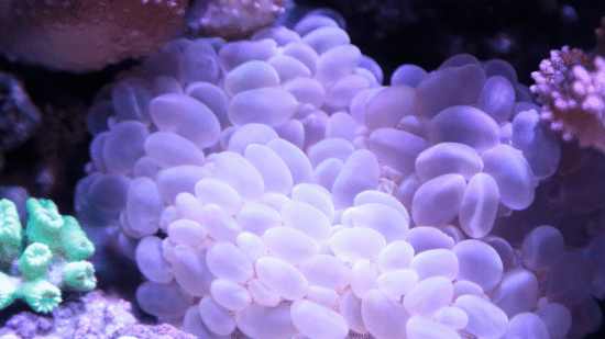 Large Bubble Coral - Australia