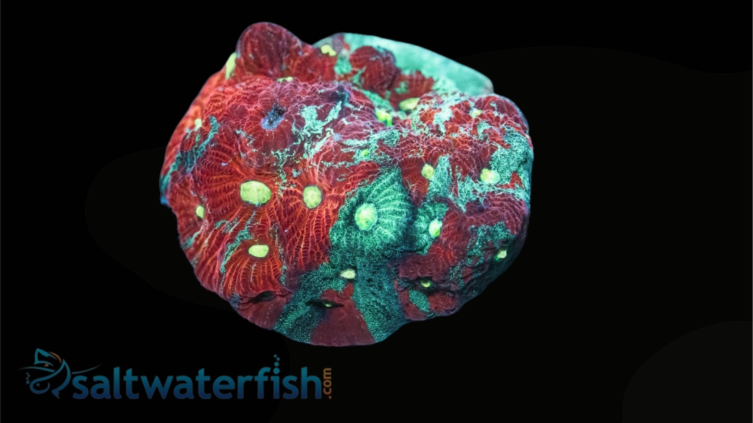 Favia Brain Coral: Green Red Splatter- Aquacultured