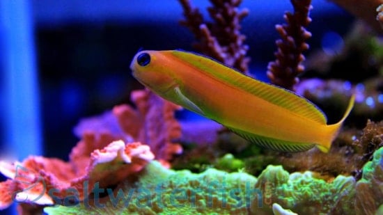Midas Blenny - South Asia