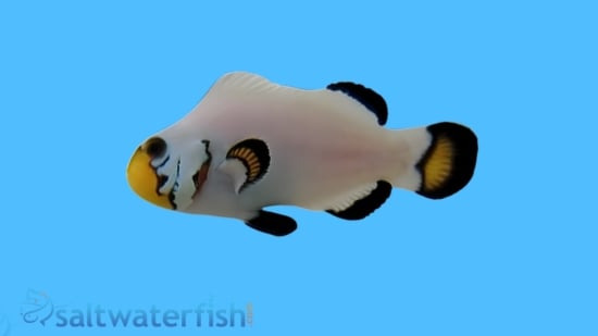 Flurry Snowflake Clownfish - Captive Bred
